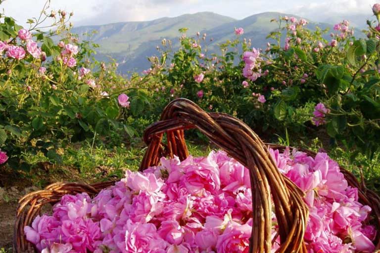  Rose valey in Bulgaria 