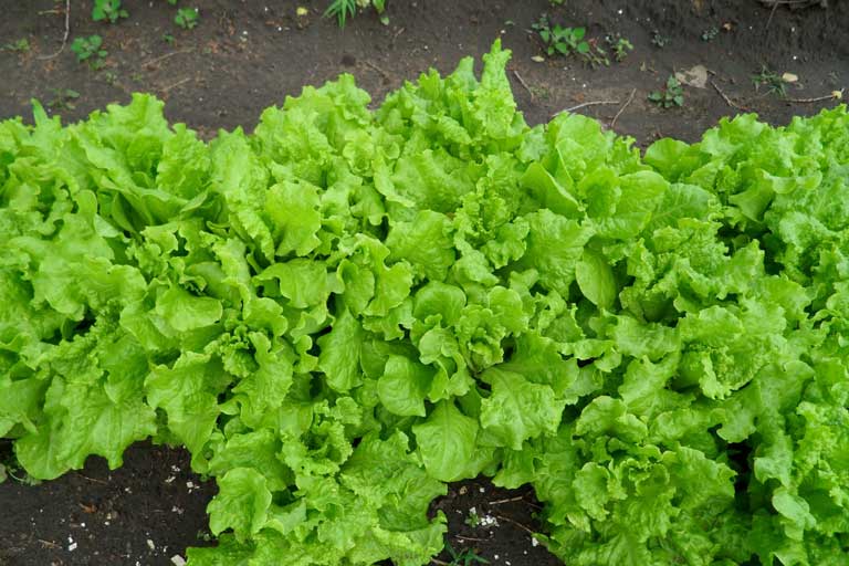 Homemade Bulgarian green salad