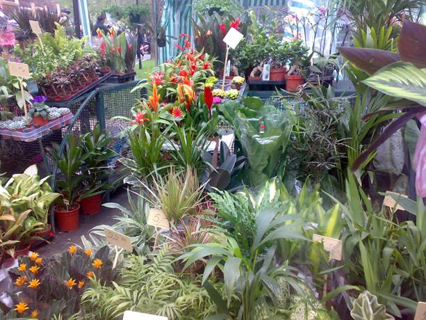 The Flora Exhibition-the market